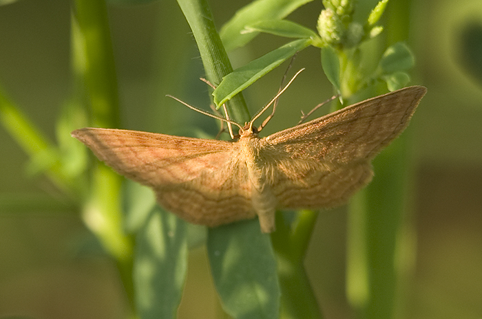 Idaea ochrata Geometridae